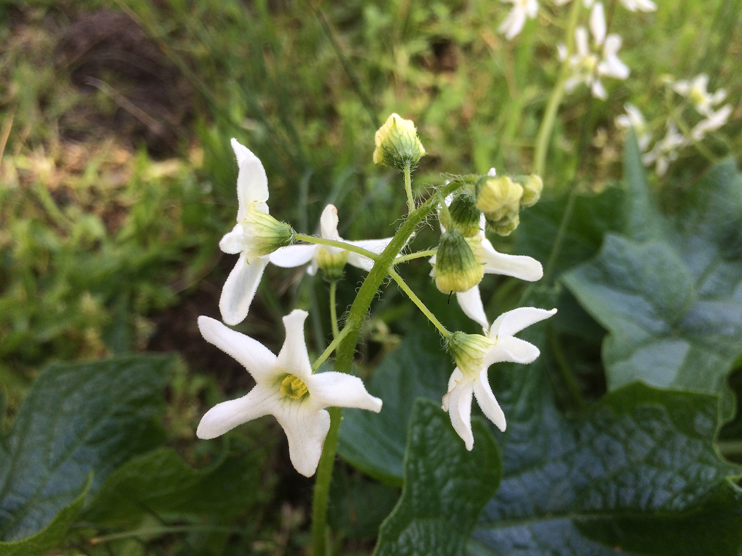 Coastal Manroot (Marah oregana)