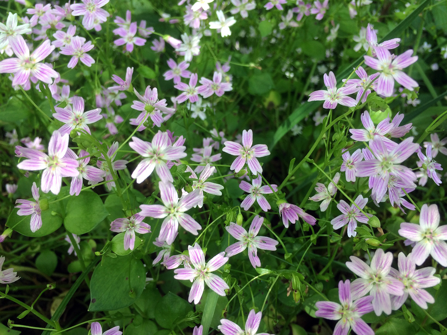 Candy Flower (Claytonia sibirica)