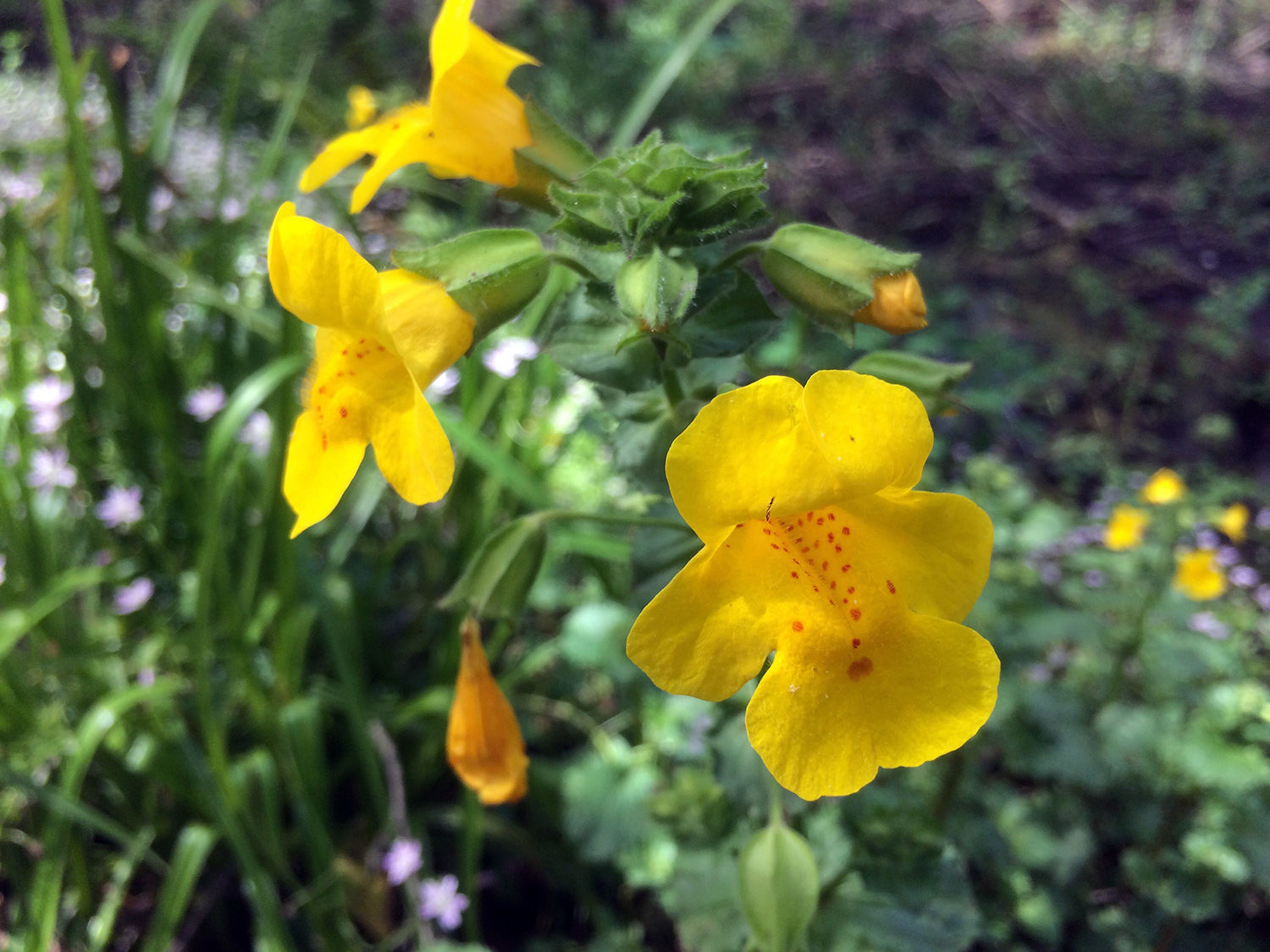 Seep Monkeyflower (Mimulus guttatus)