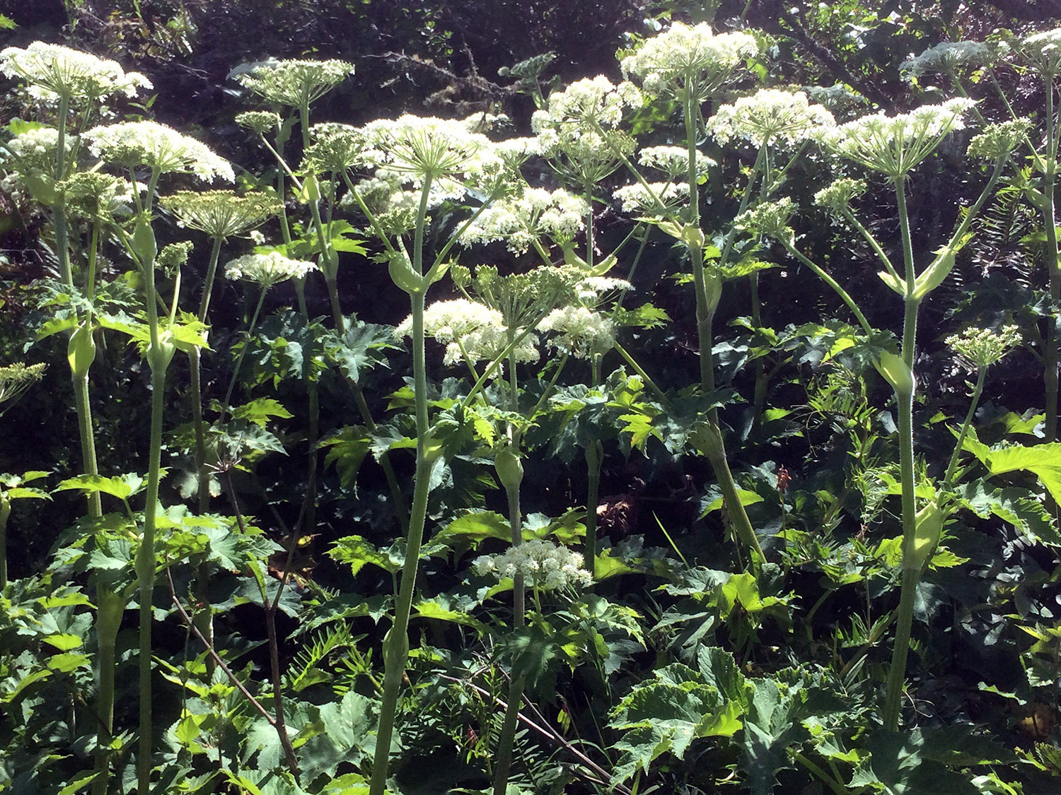 Common Cowparsnip (Heracleum maximum)