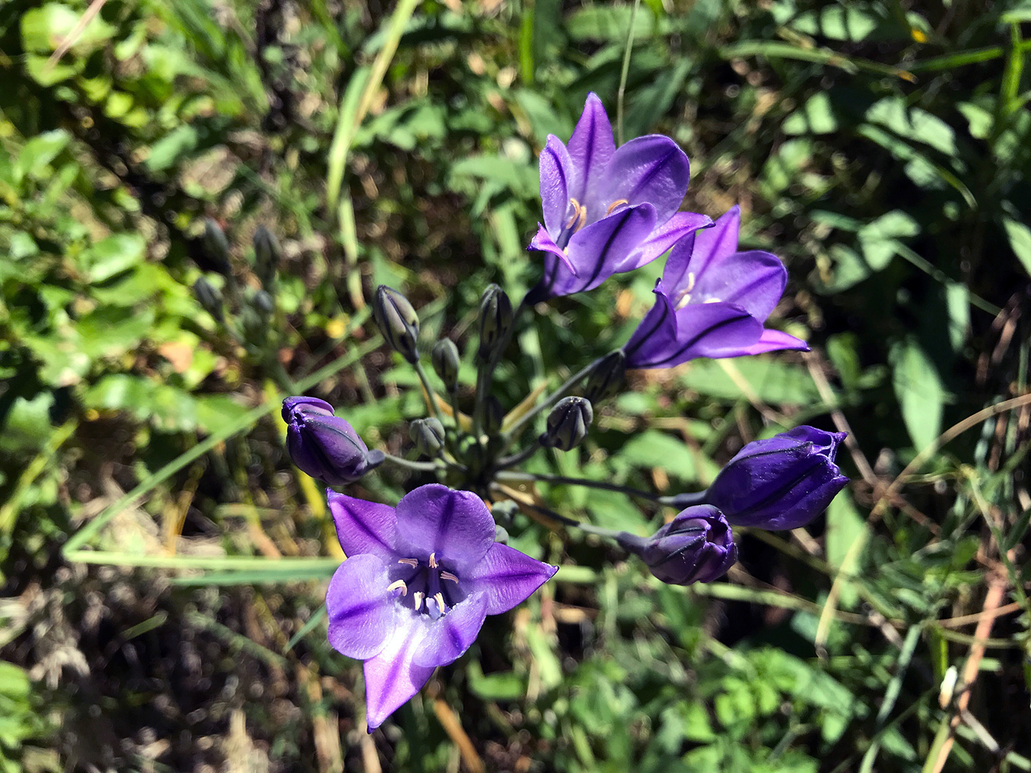 Ithuriel's Spear (Triteleia laxa)