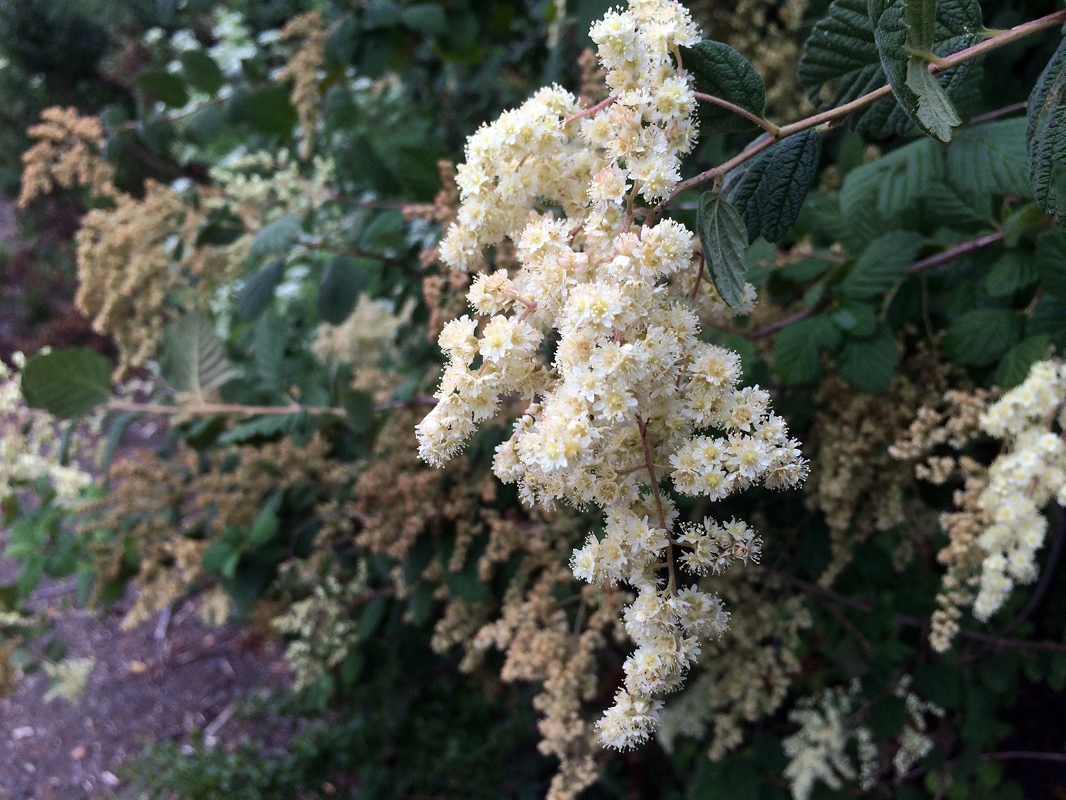 Ocean Spray (Holodiscus discolor)