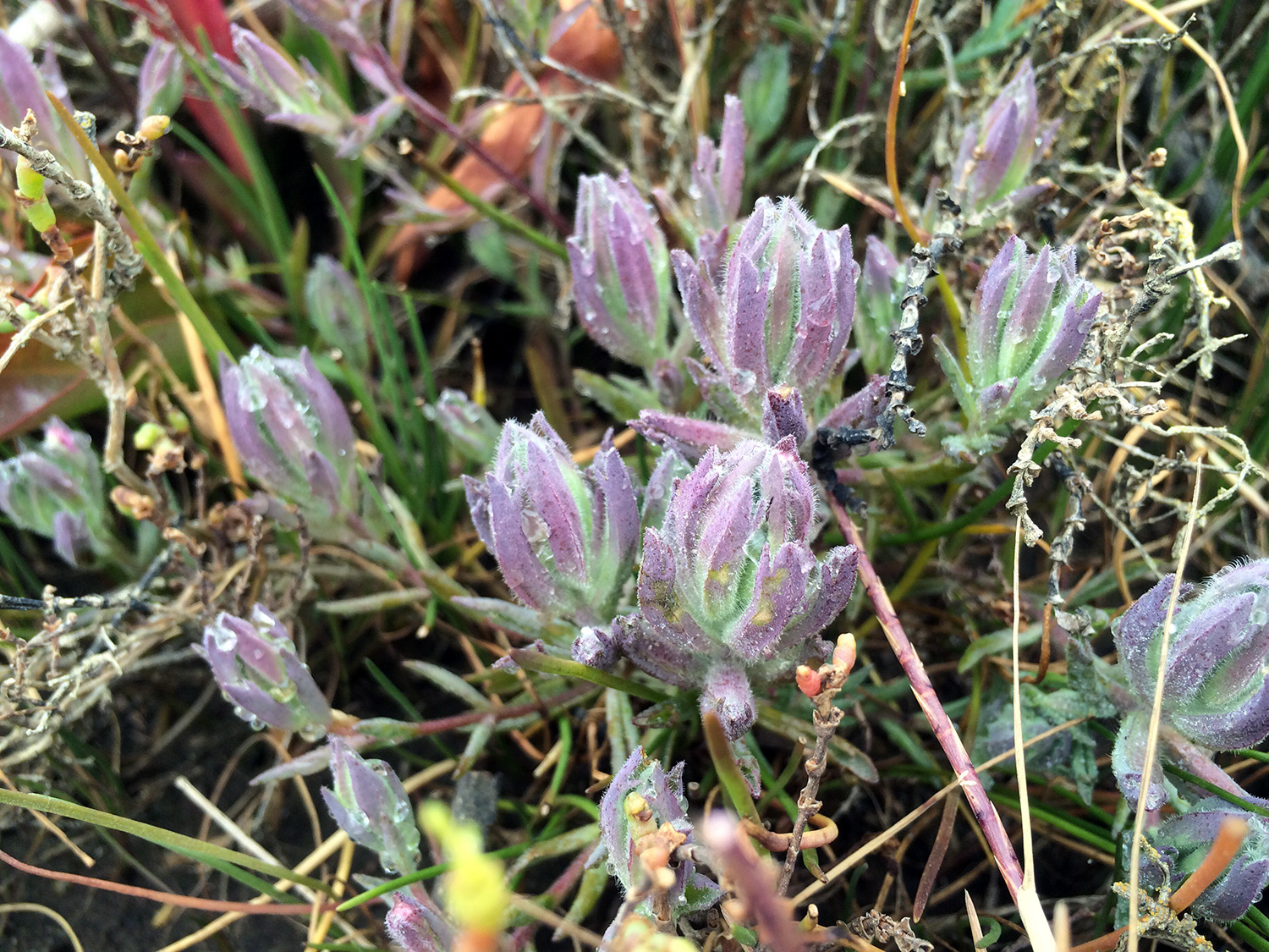 Point Reyes Salty Bird's-Beak (Chloropyron maritimum ssp. palustre)