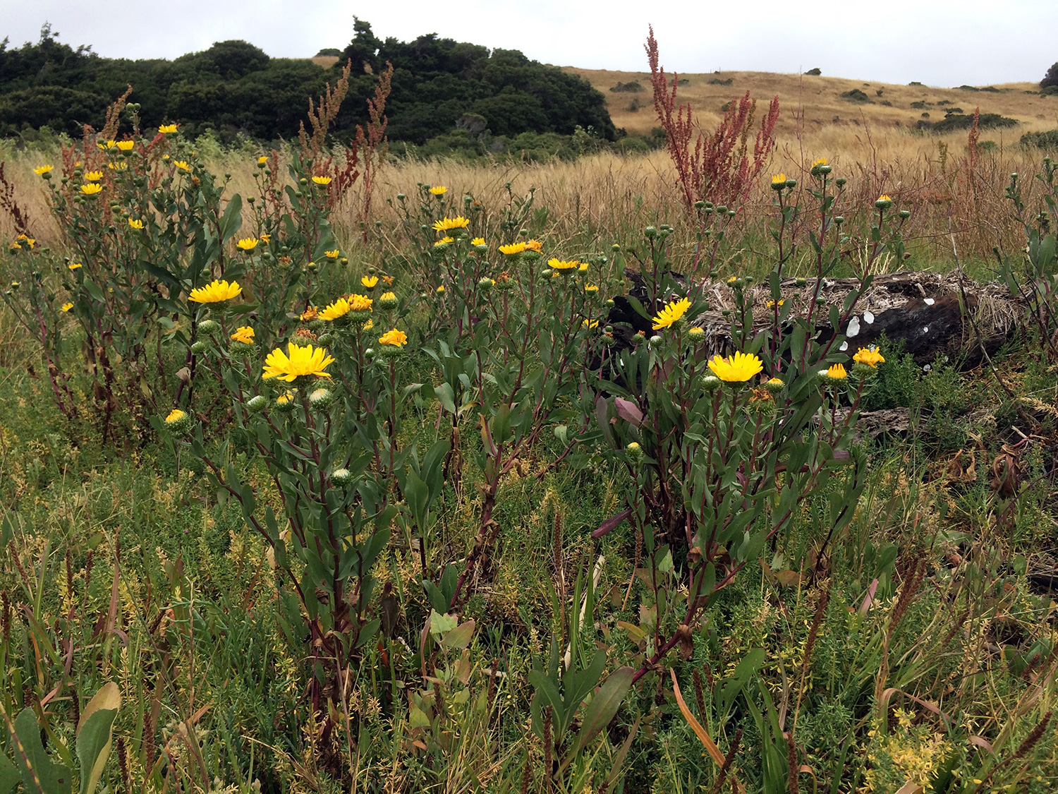 Oregon Gumplant (Grindelia stricta)