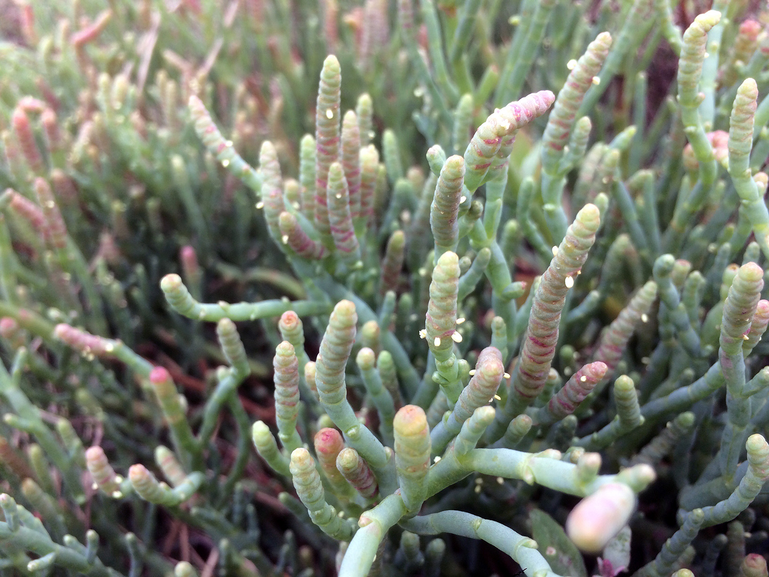 Pacific Glasswort (Salicornia pacifica)