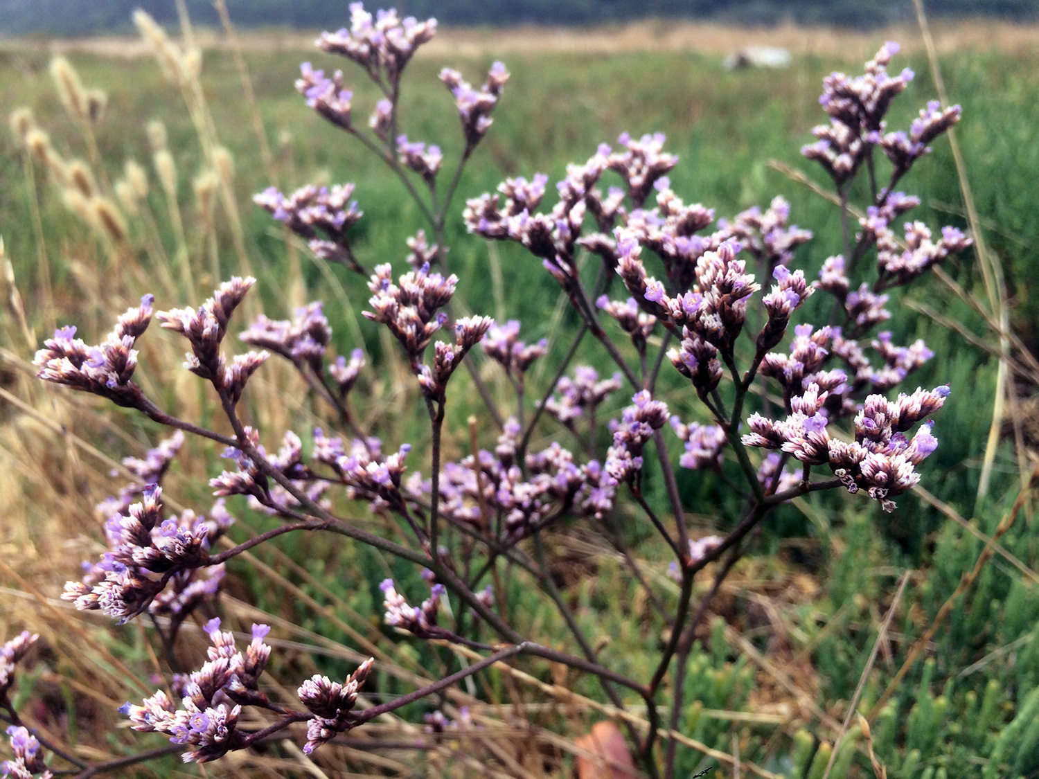 Western Marsh Rosemary (Limonium californicum)