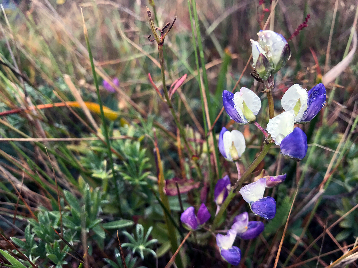 Varied Lupine (Lupinus variicolor)