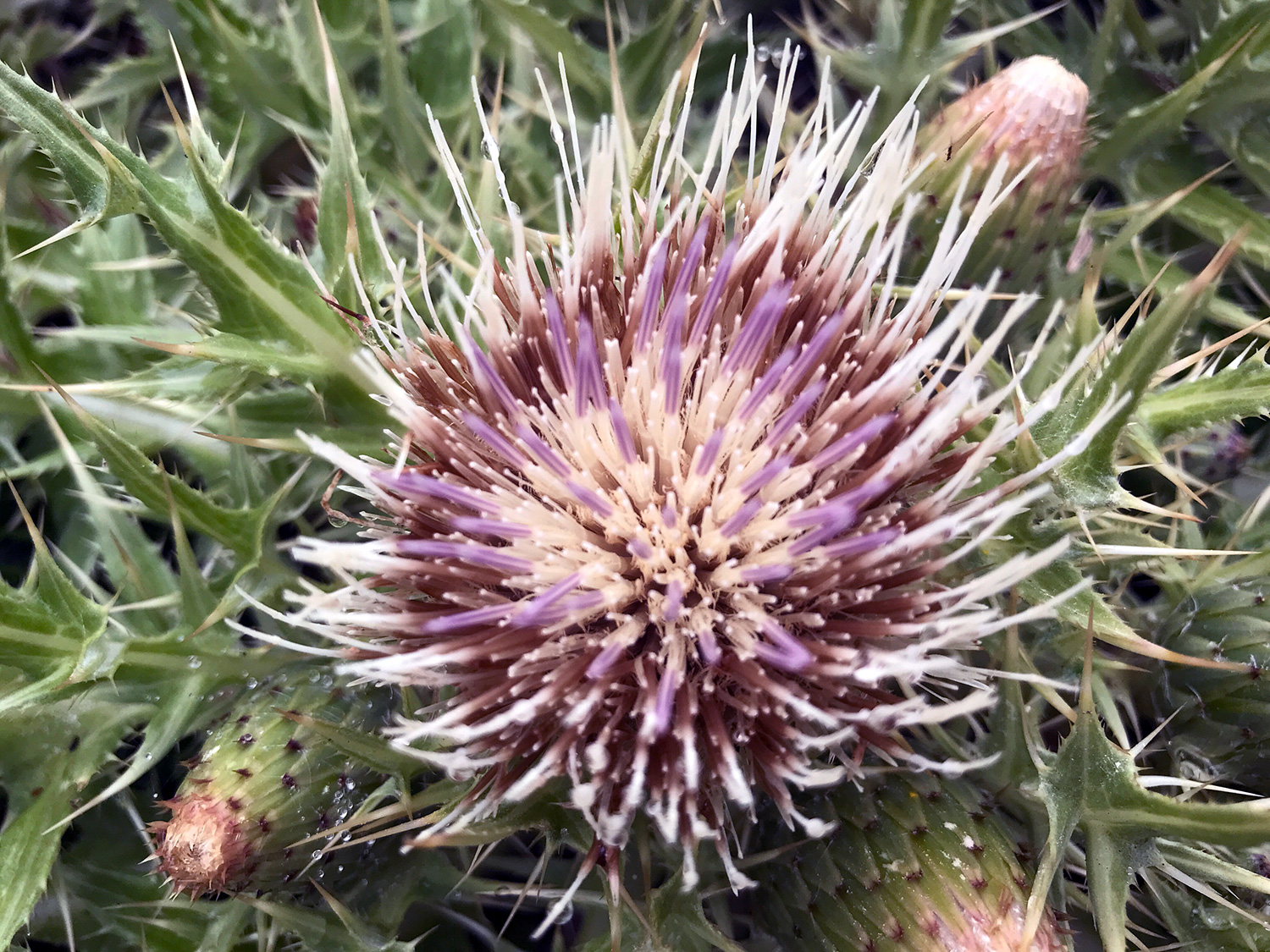 Alameda Thistle (Cirsium quercetorum)