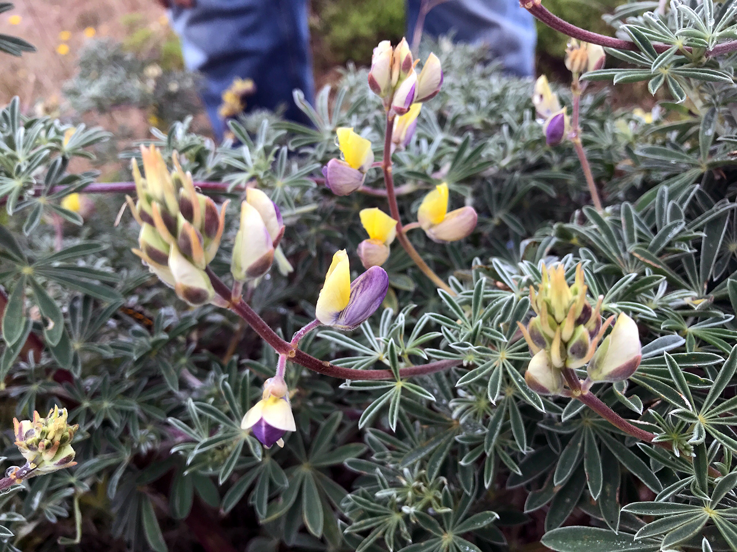 Yellow Bush Lupine (Lupinus arboreus)