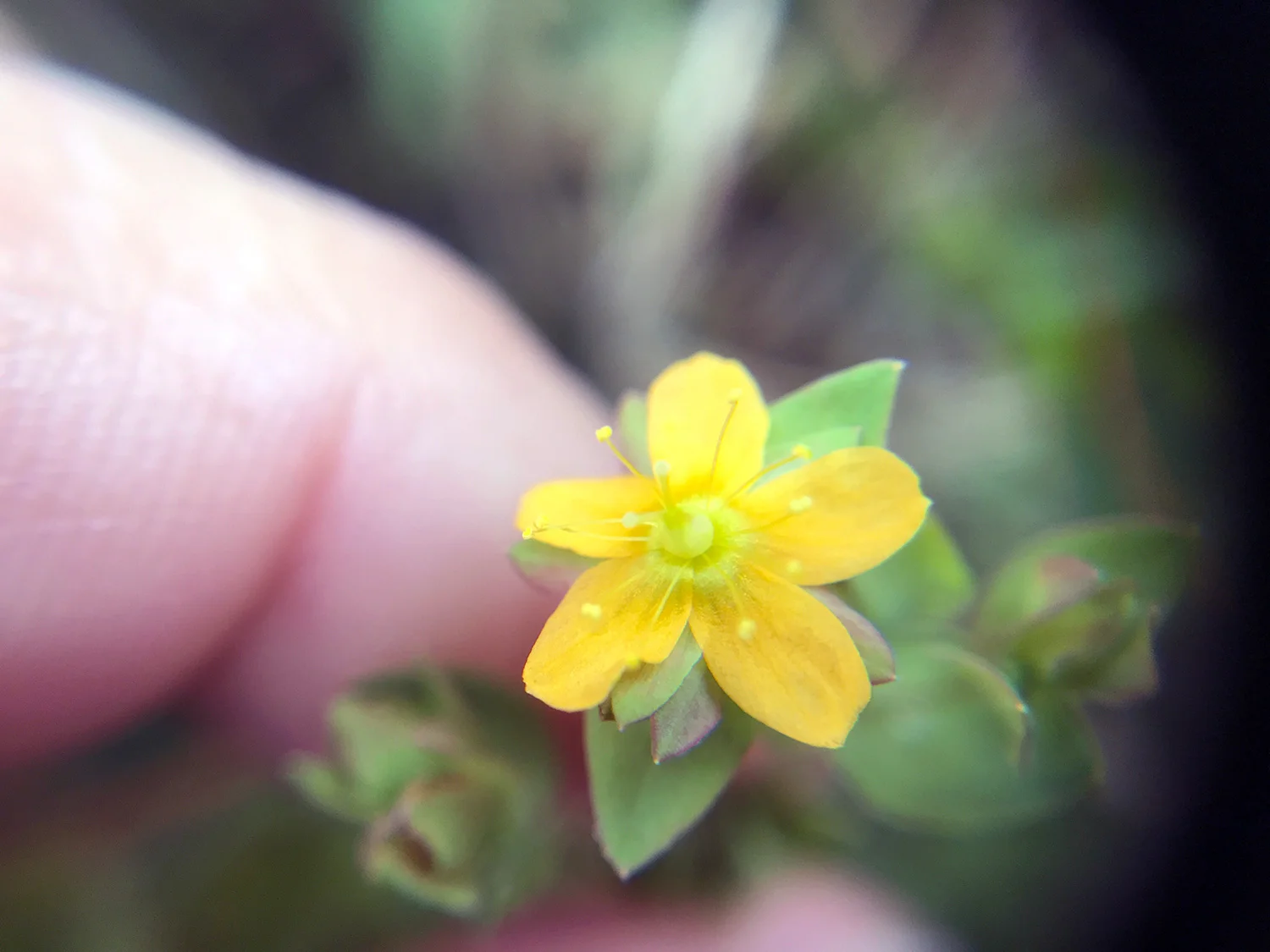 Bog St. John's-Wort (Hypericum anagalloides)