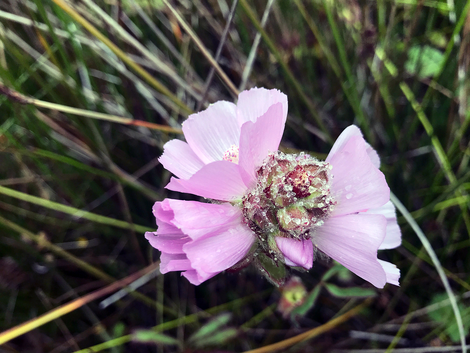 Point Reyes Checkerbloom (Sidalcea calycosa ssp. rhizomata)