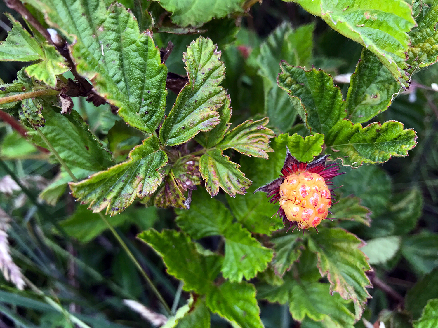 Salmonberry (Rubus spectabilis)