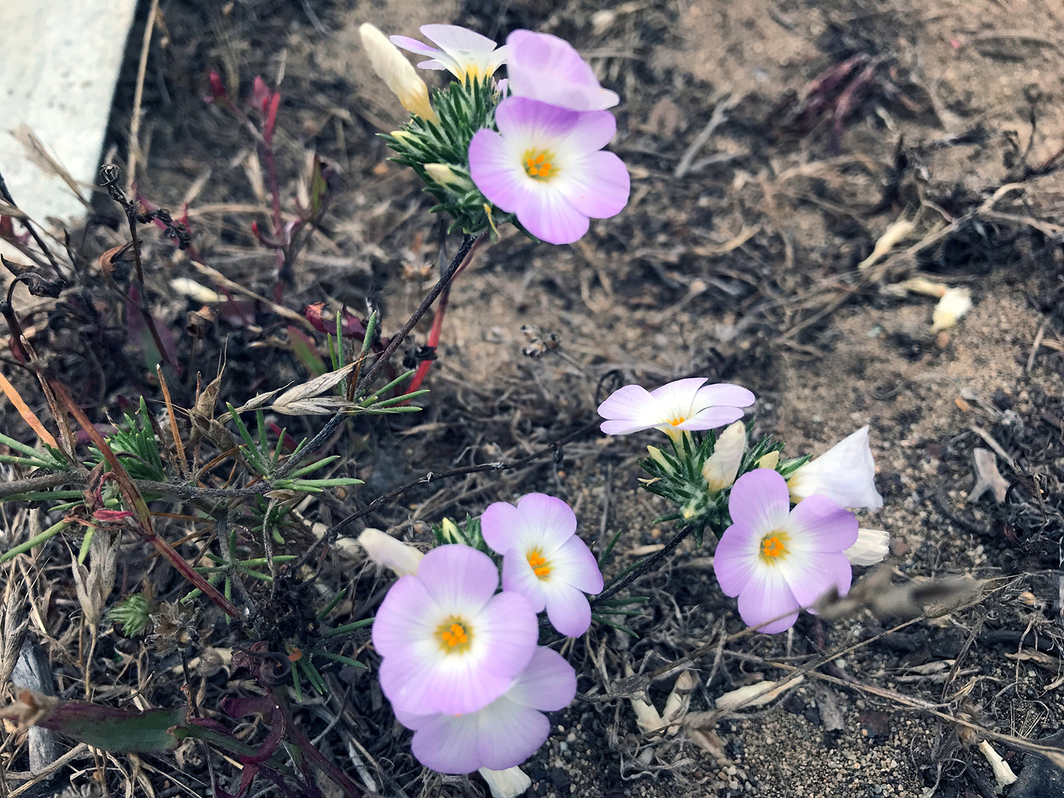 Large-flowered Leptosiphon (Leptosiphon grandifloras)