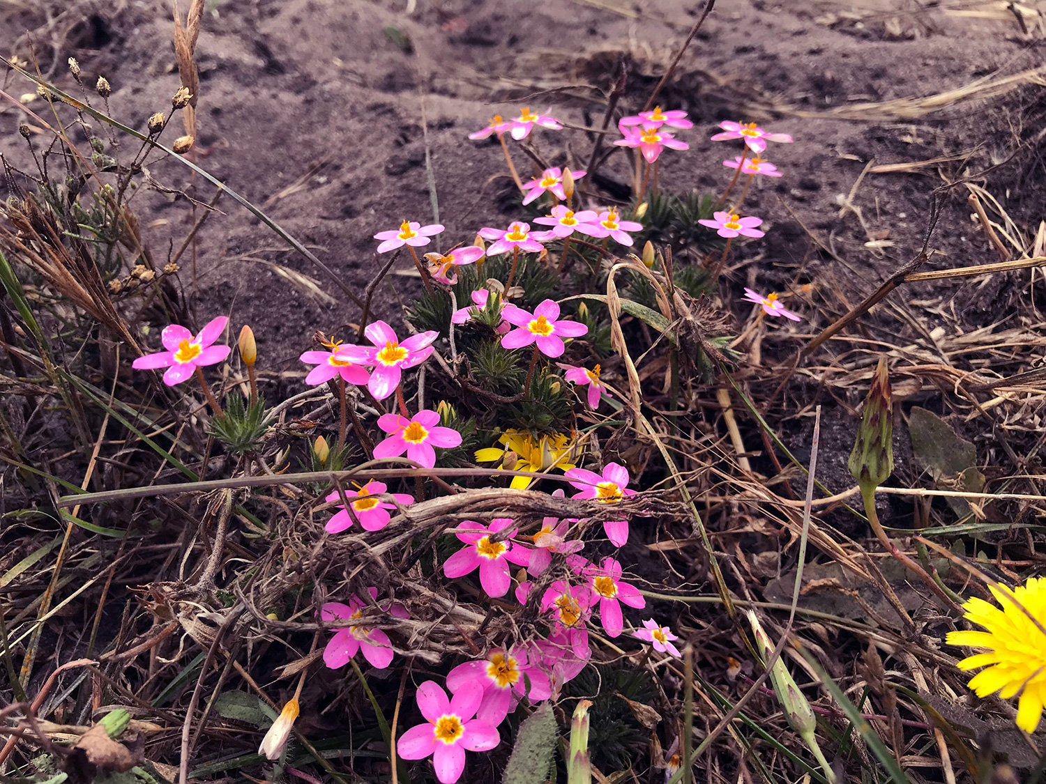 Variable Linanthus (Leptosiphon parviflorus)