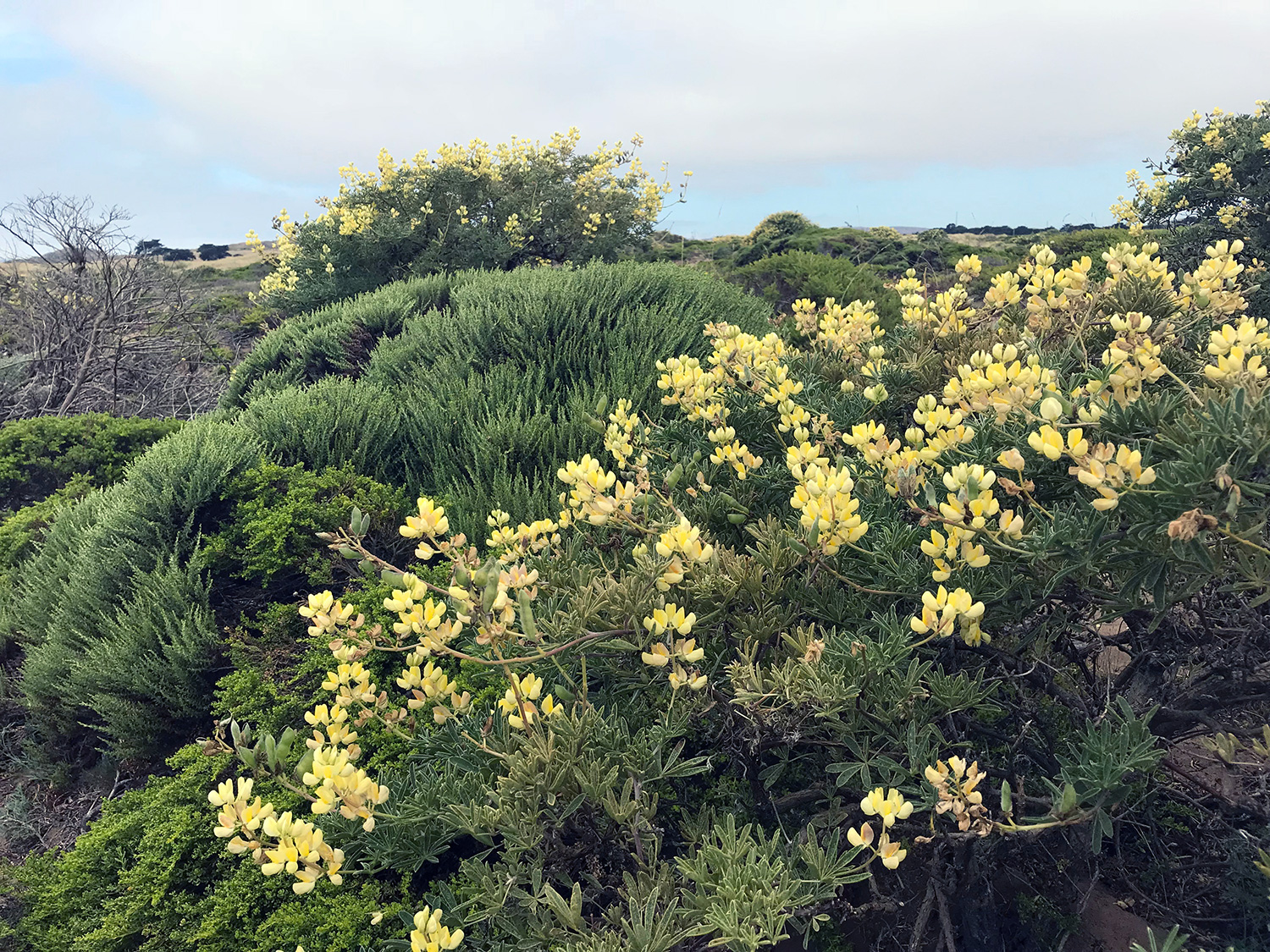 Yellow Bush Lupine (Lupinus arboreus)