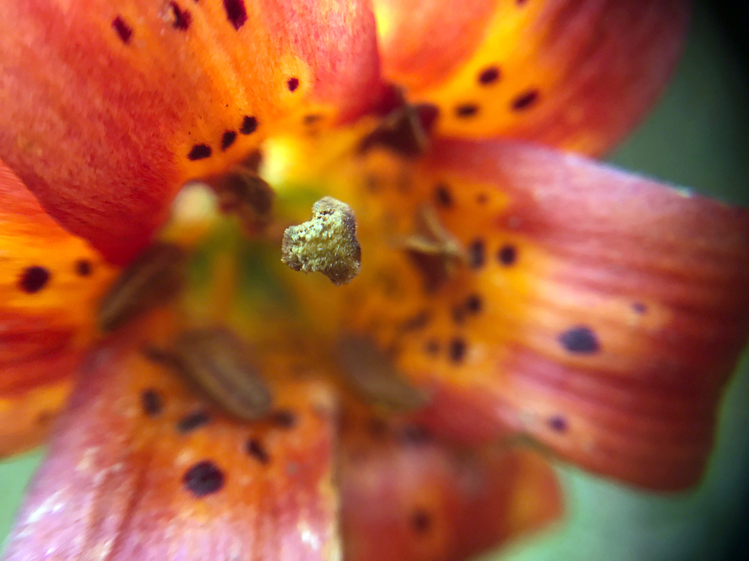 Coast Lily (Lilium maritimum)