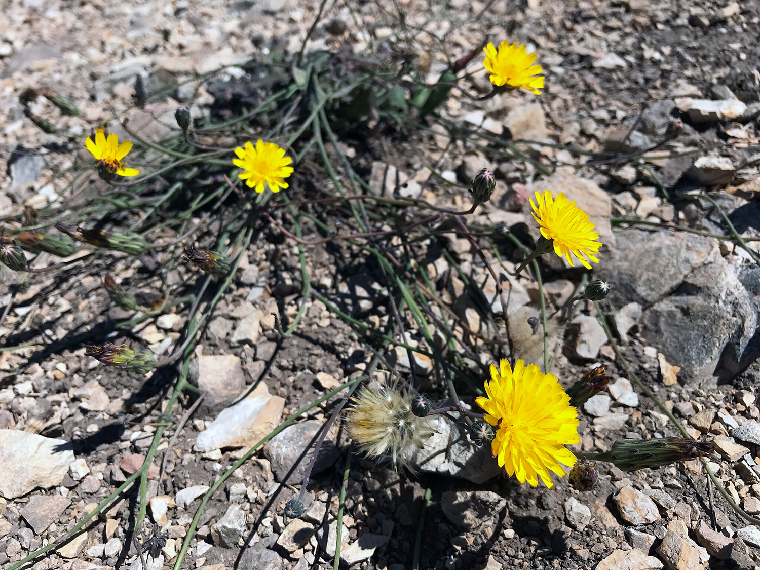 Common Cat's-Ear (Hypochaeris radicata) 