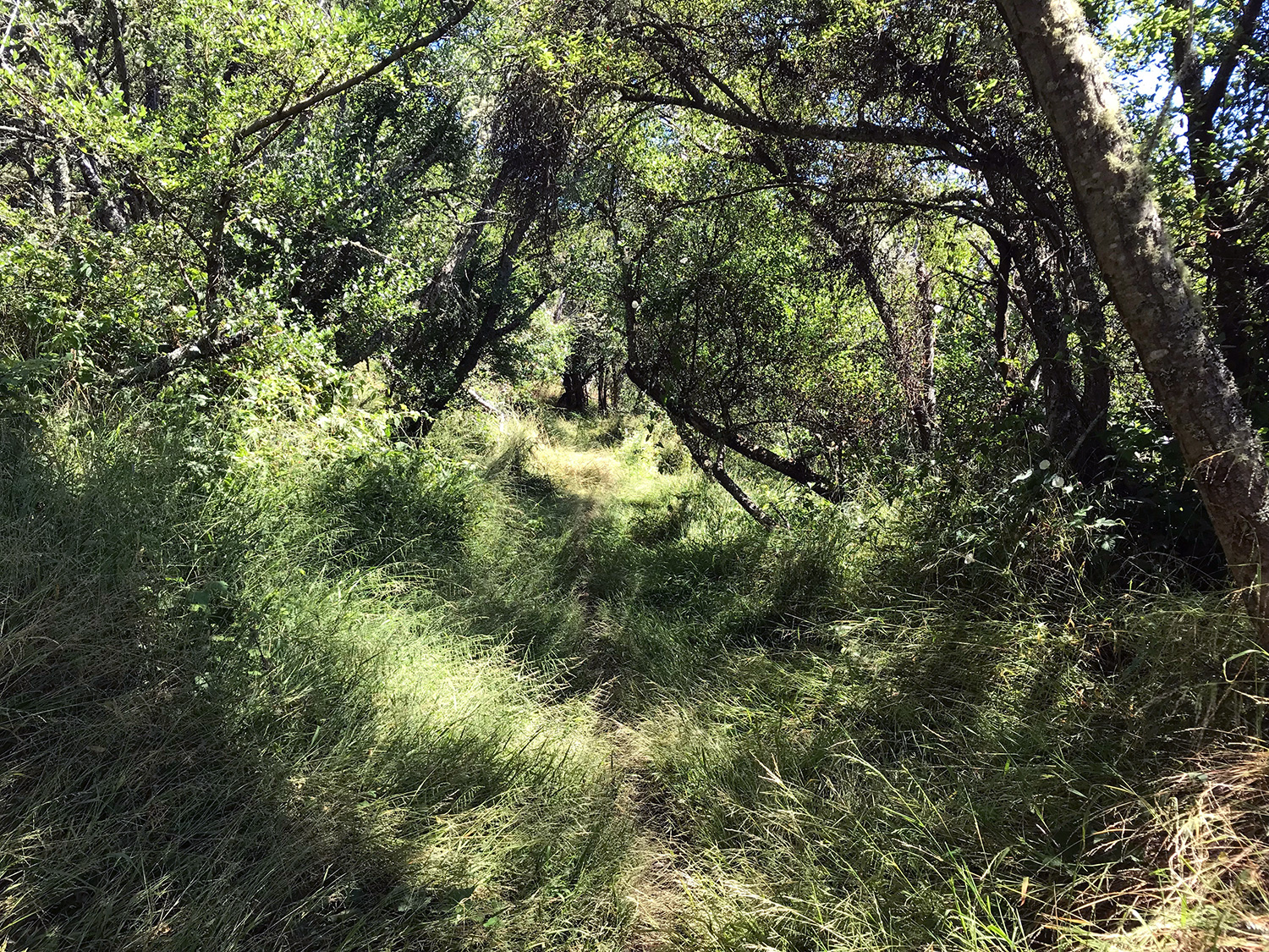 overgrown grasses