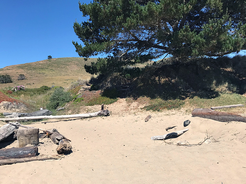 near the pine tree on Limantour beach