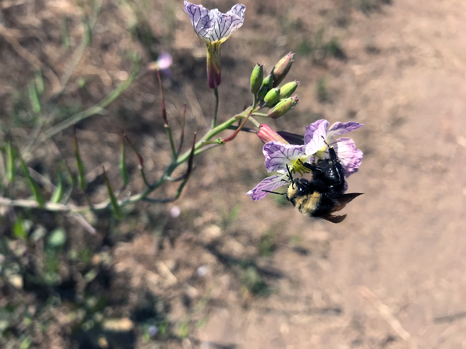 Yellow-faced Bumble Bee (Bombus vosnesenskii)