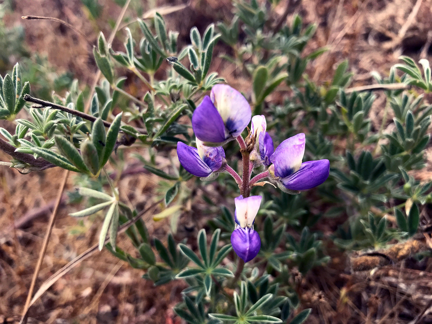 Miniature Lupine (Lupinus bicolor)