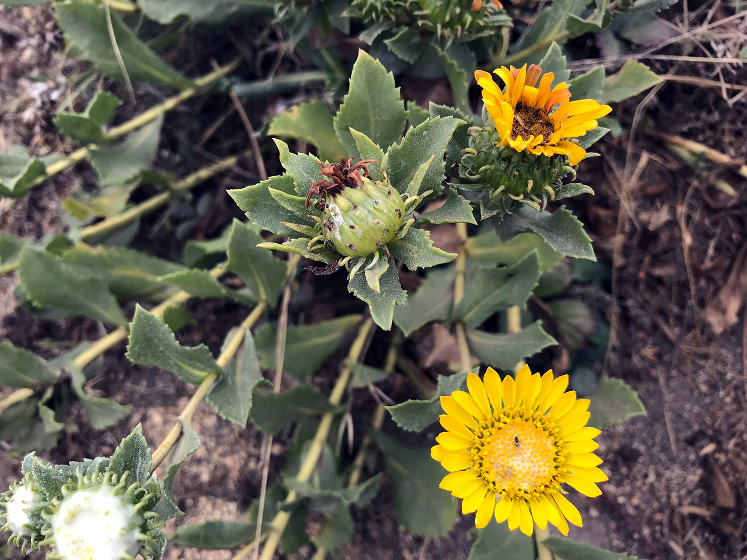 Oregon Gumplant (Grindelia stricta)