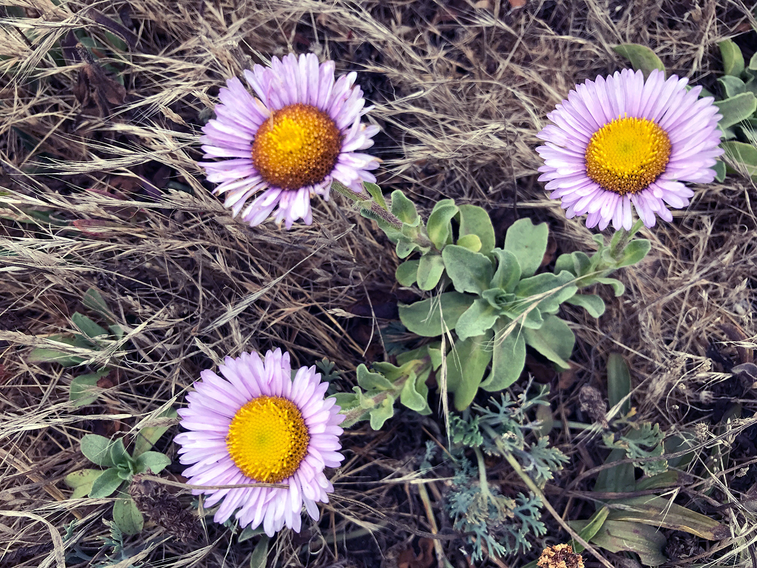 Seaside Daisy (Erigeron glaucus)