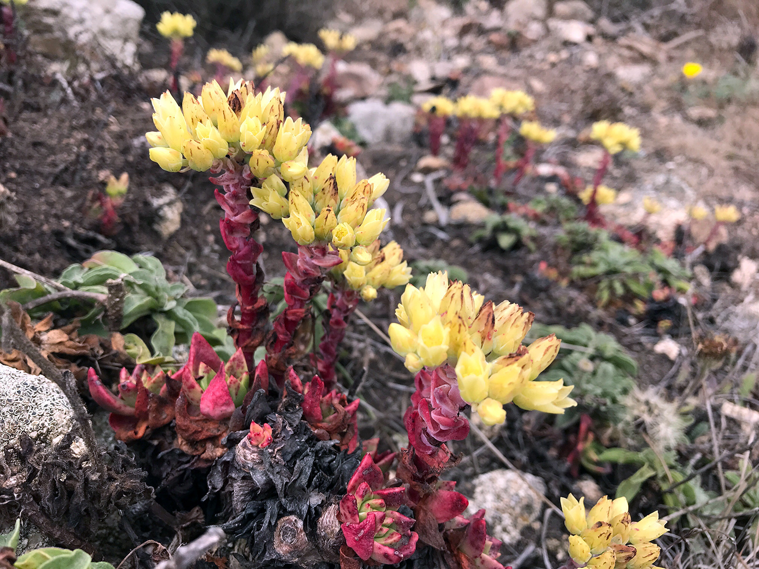 Bluff Lettuce (Dudleya farinose)