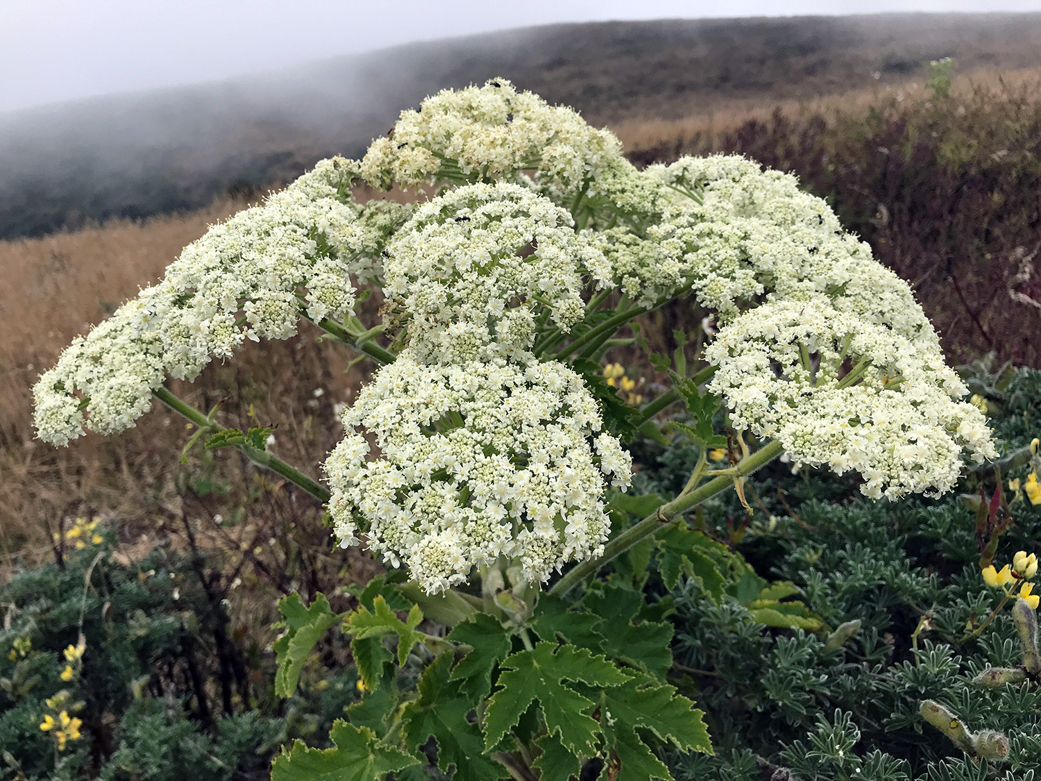 Common Cowparsnip (Heracleum maximum)