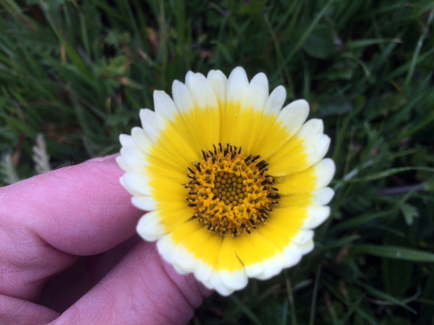 Tidy Tips (Layia platyglossa)