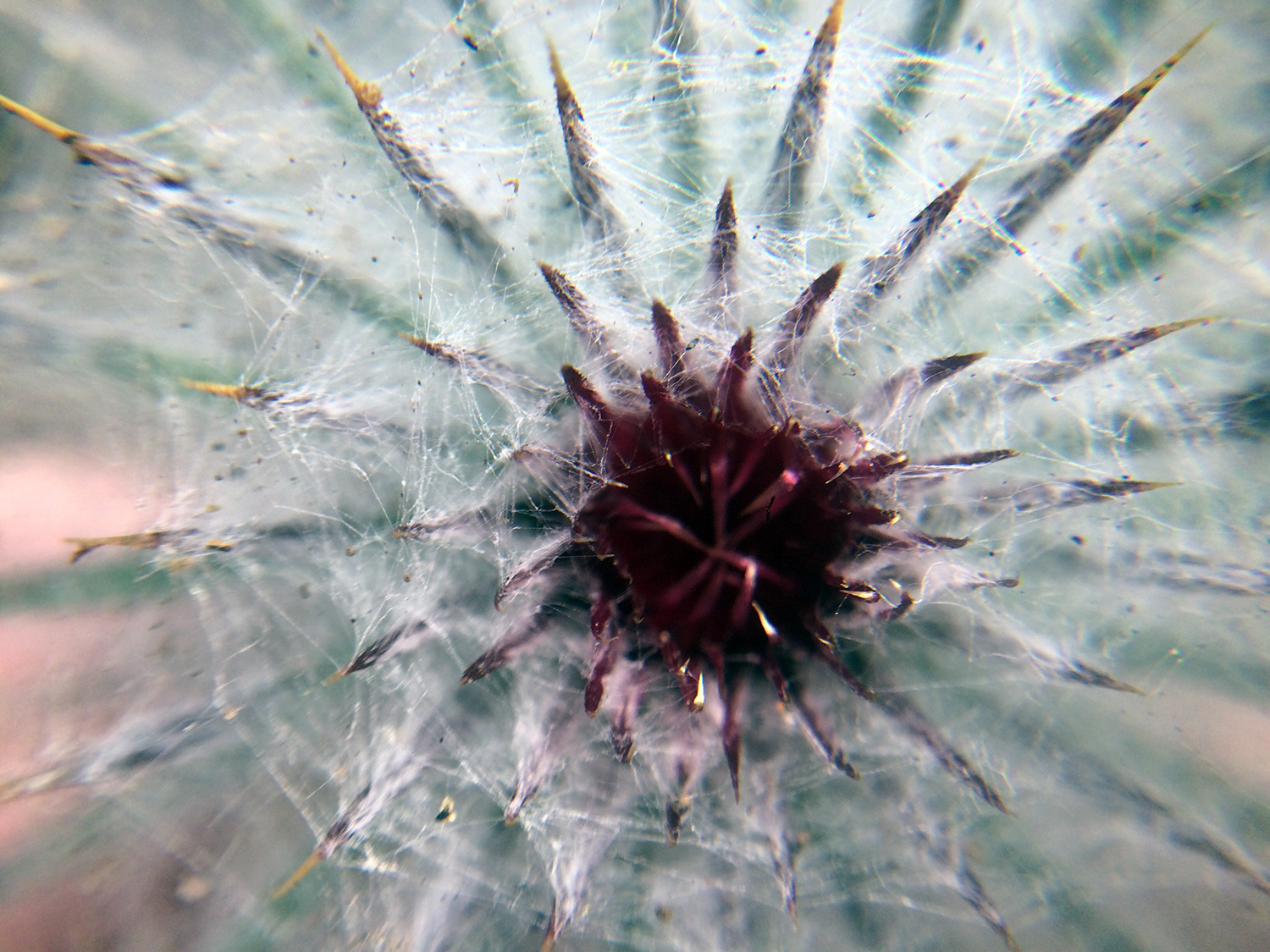 detail of Cobwebby Thistle (Cirsium occidentale)