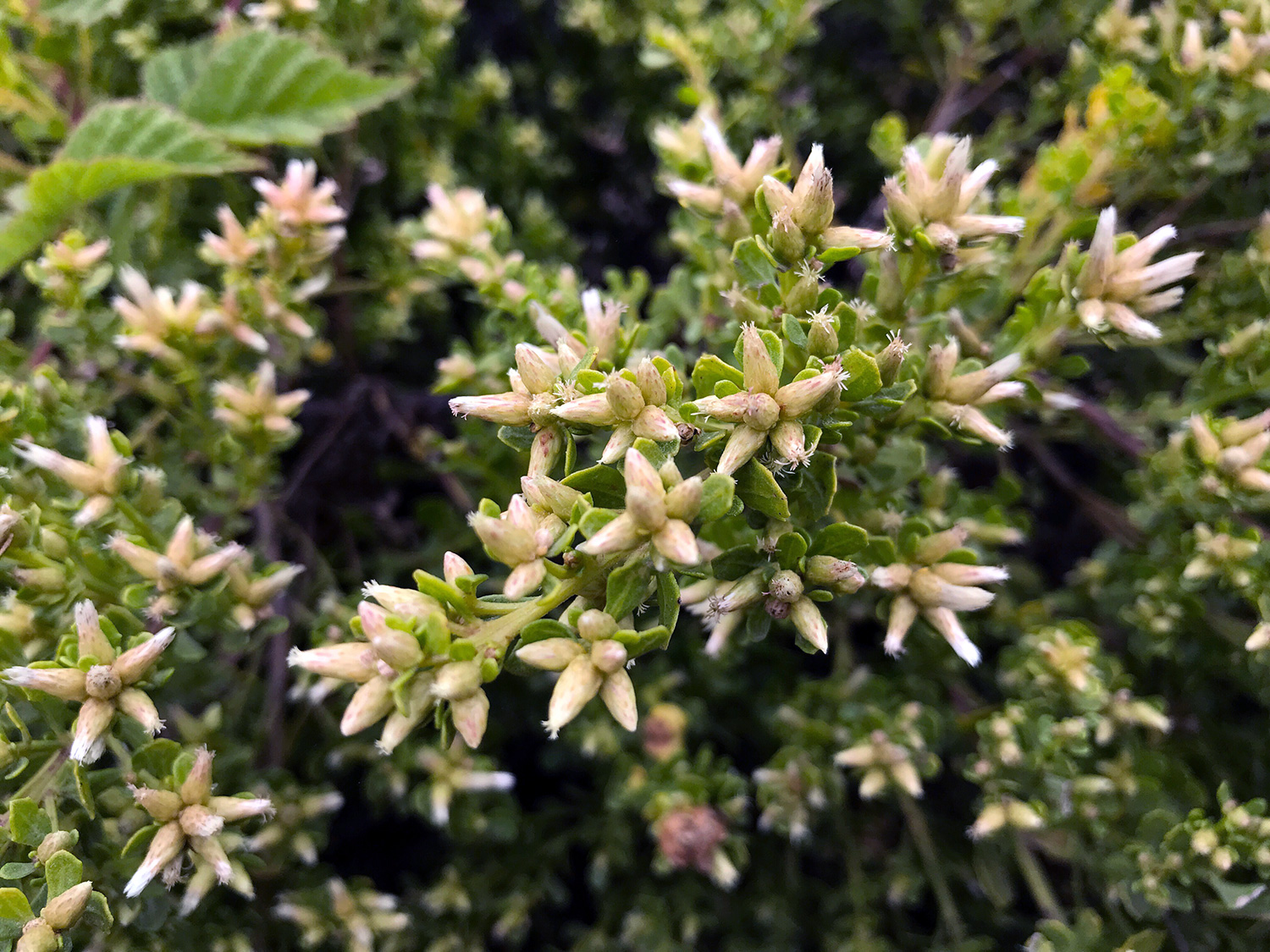 Coyote Brush (Baccharis pilularis)