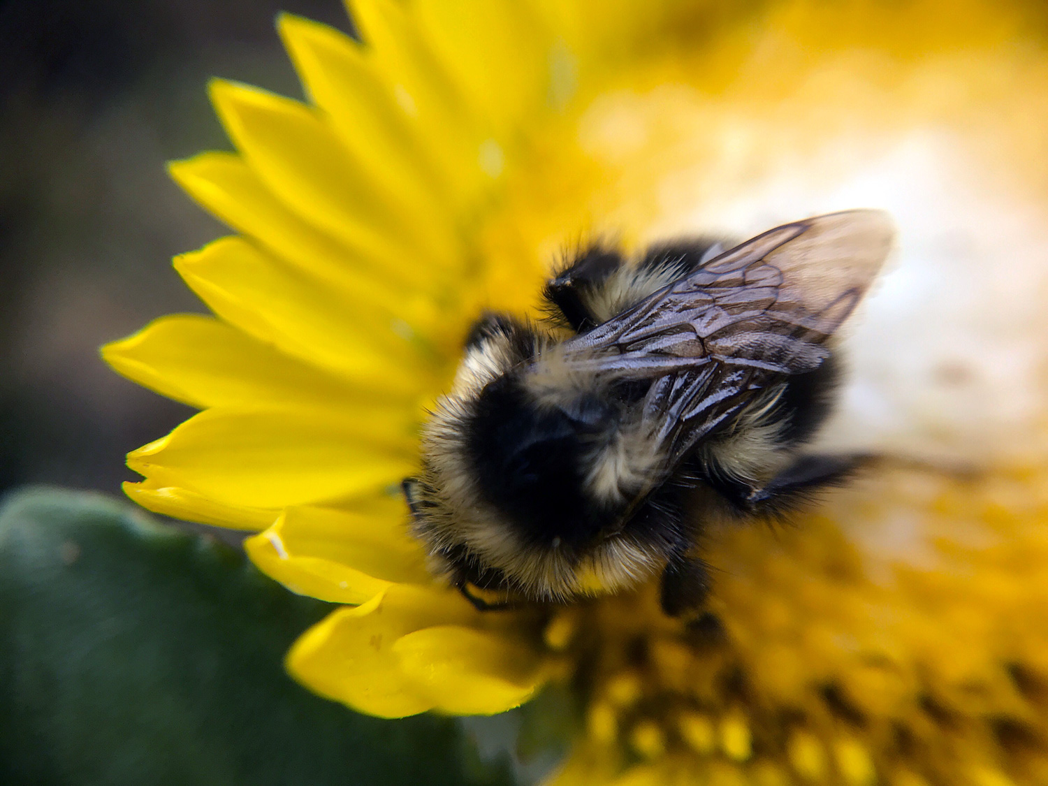 Black-notched Bumble Bee (Bombus bifarius)