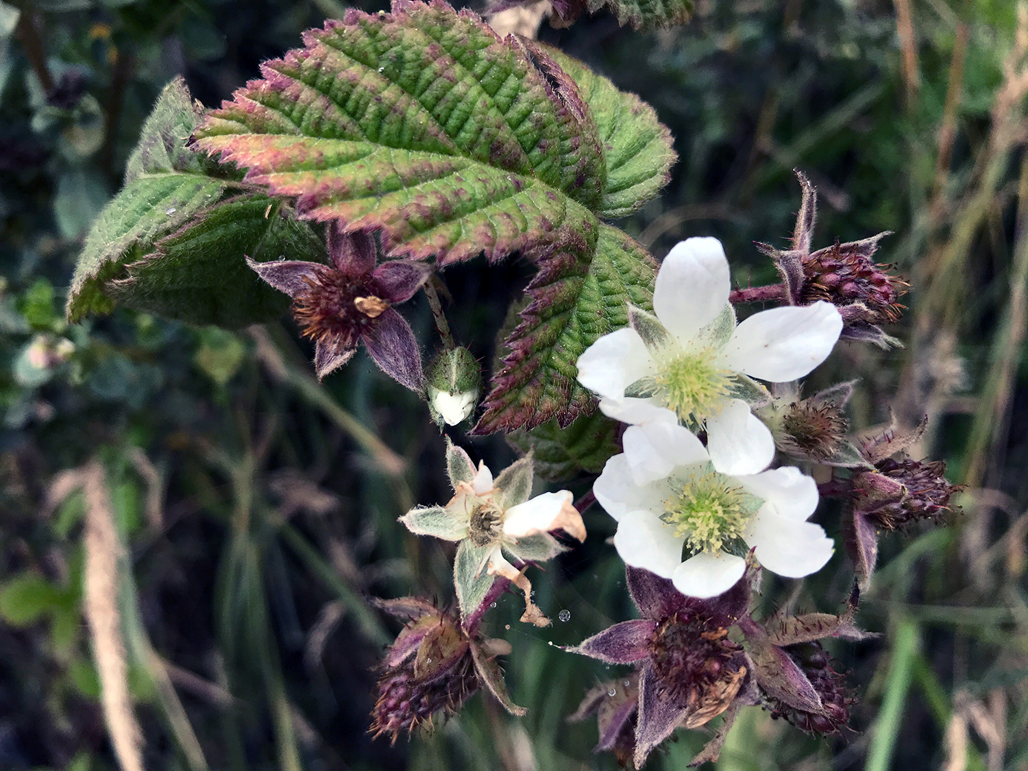 Trailing Blackberry (Rubus ursinus)