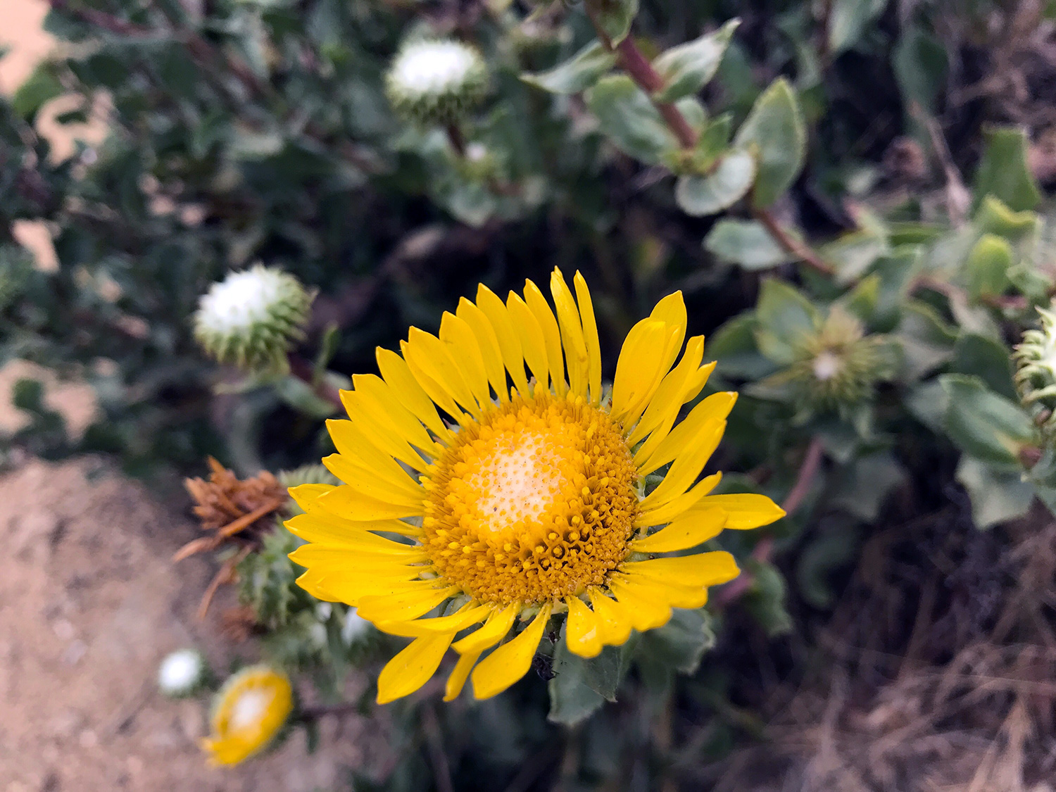 Gumplants (Genus Grindelia)