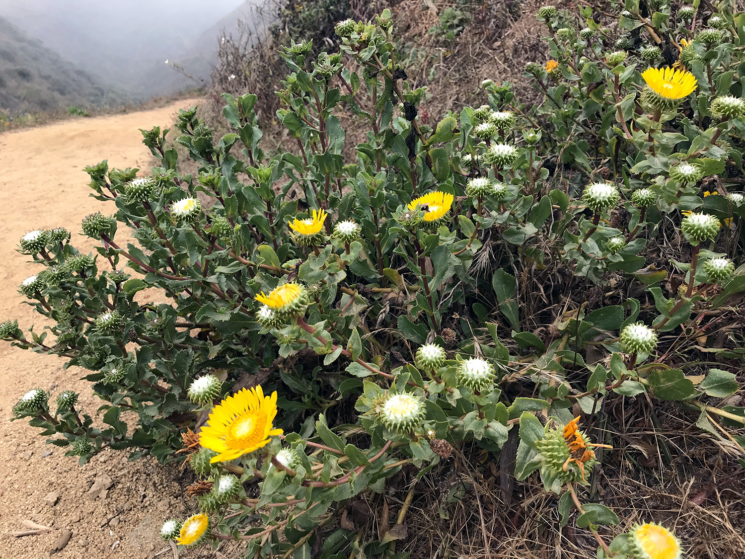 Gumplants (Genus Grindelia)