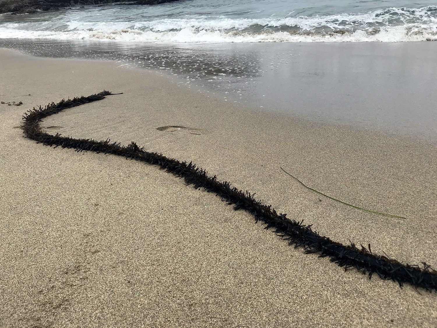 Feather Boa Kelp (Egregia menziesii)