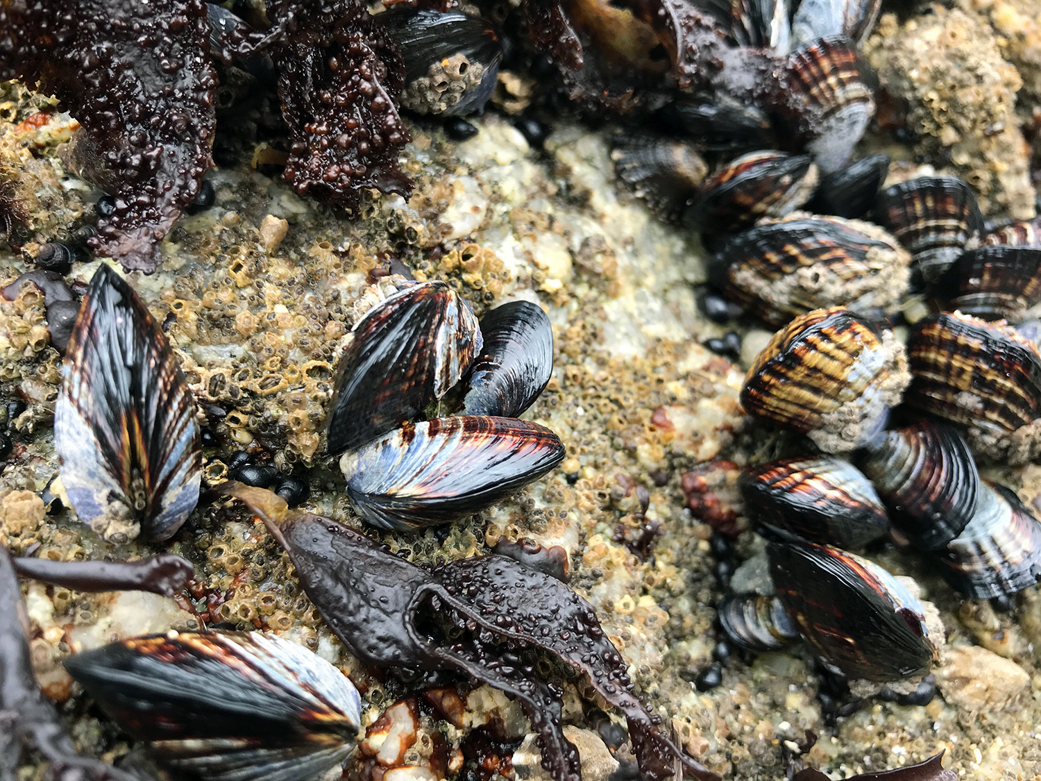 California Mussel (Mytilus californianus)