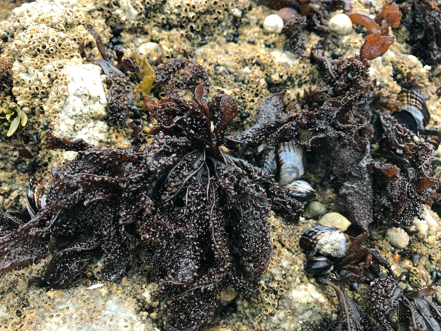 Turkish Washcloth (Mastocarpus papillatus)