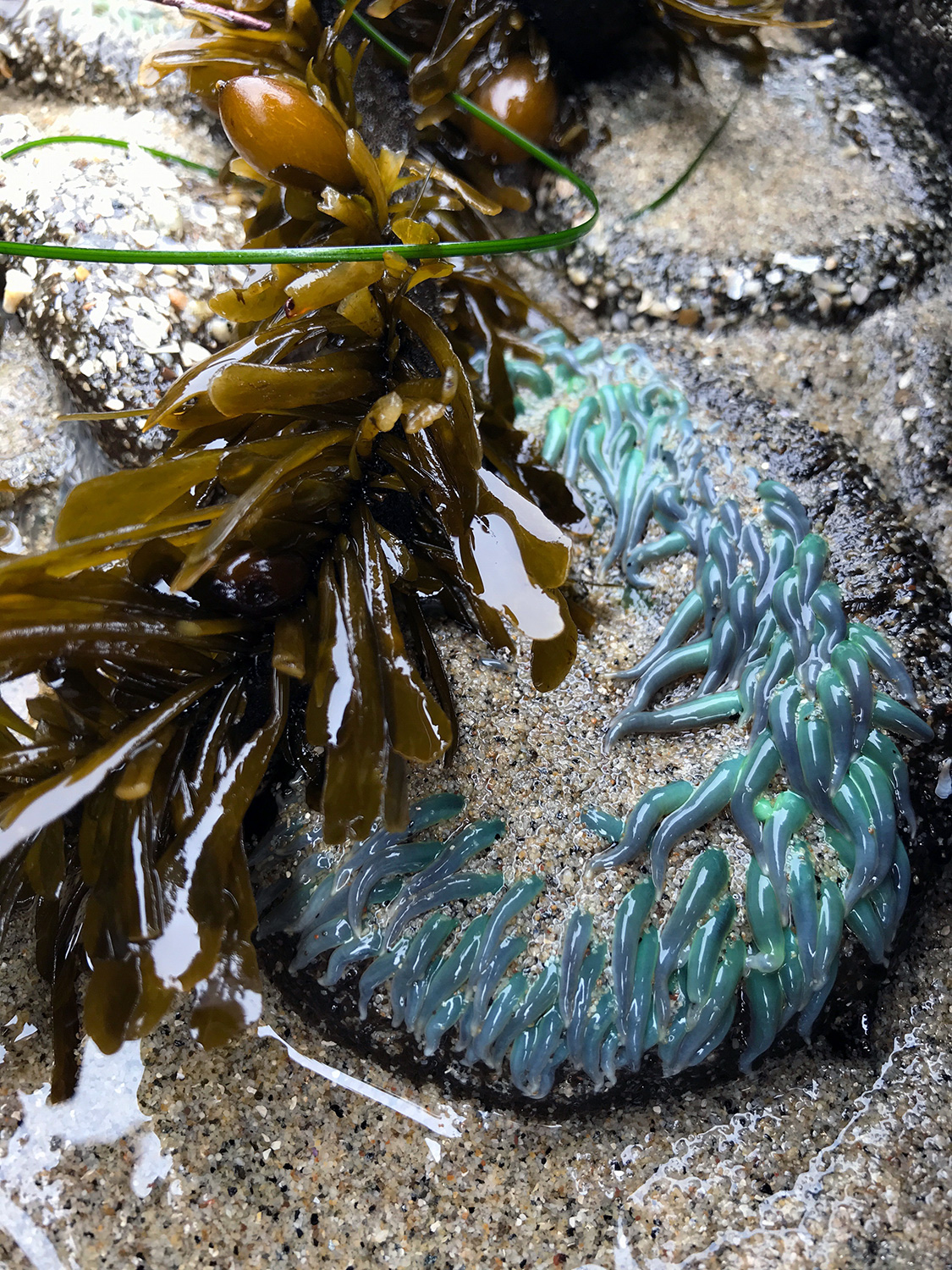 Giant Green Anemone (Anthopleura xanthogrammica)