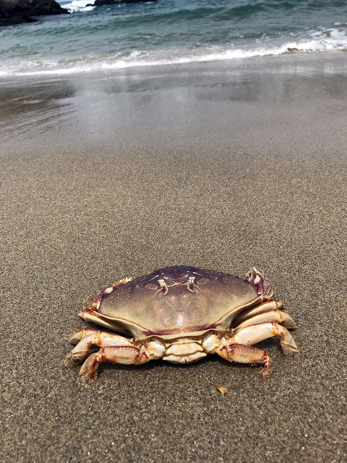 Dungeness Crab (Metacarcinus magister)