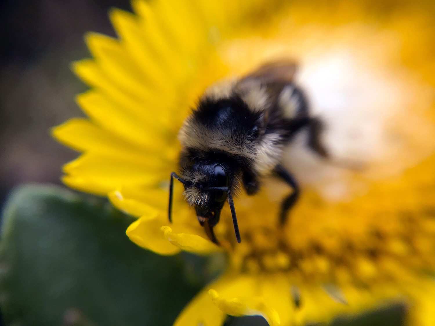 Black-notched Bumble Bee (Bombus bifarius)