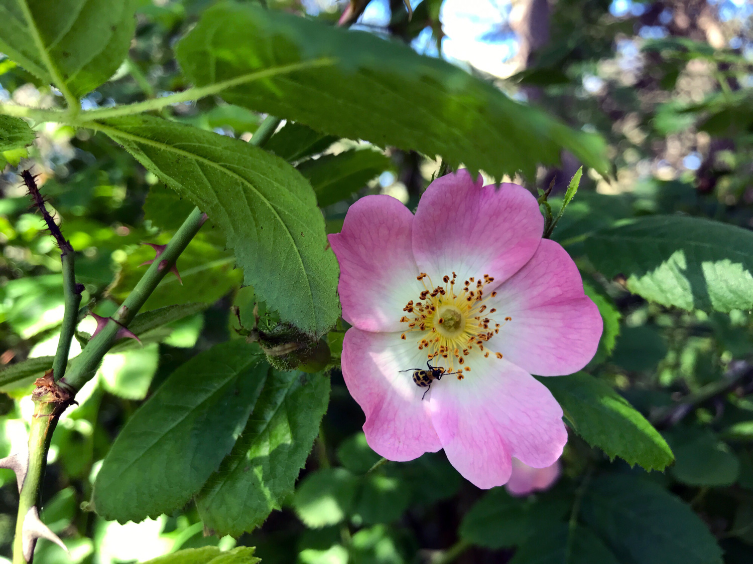 California Wild Rose (Rosa californica) 