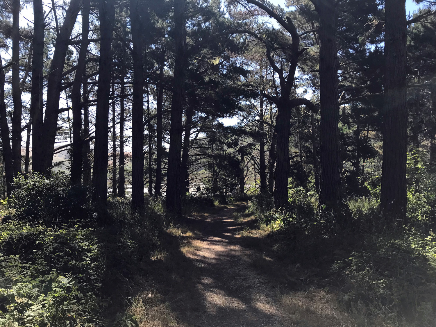 Estero Trail