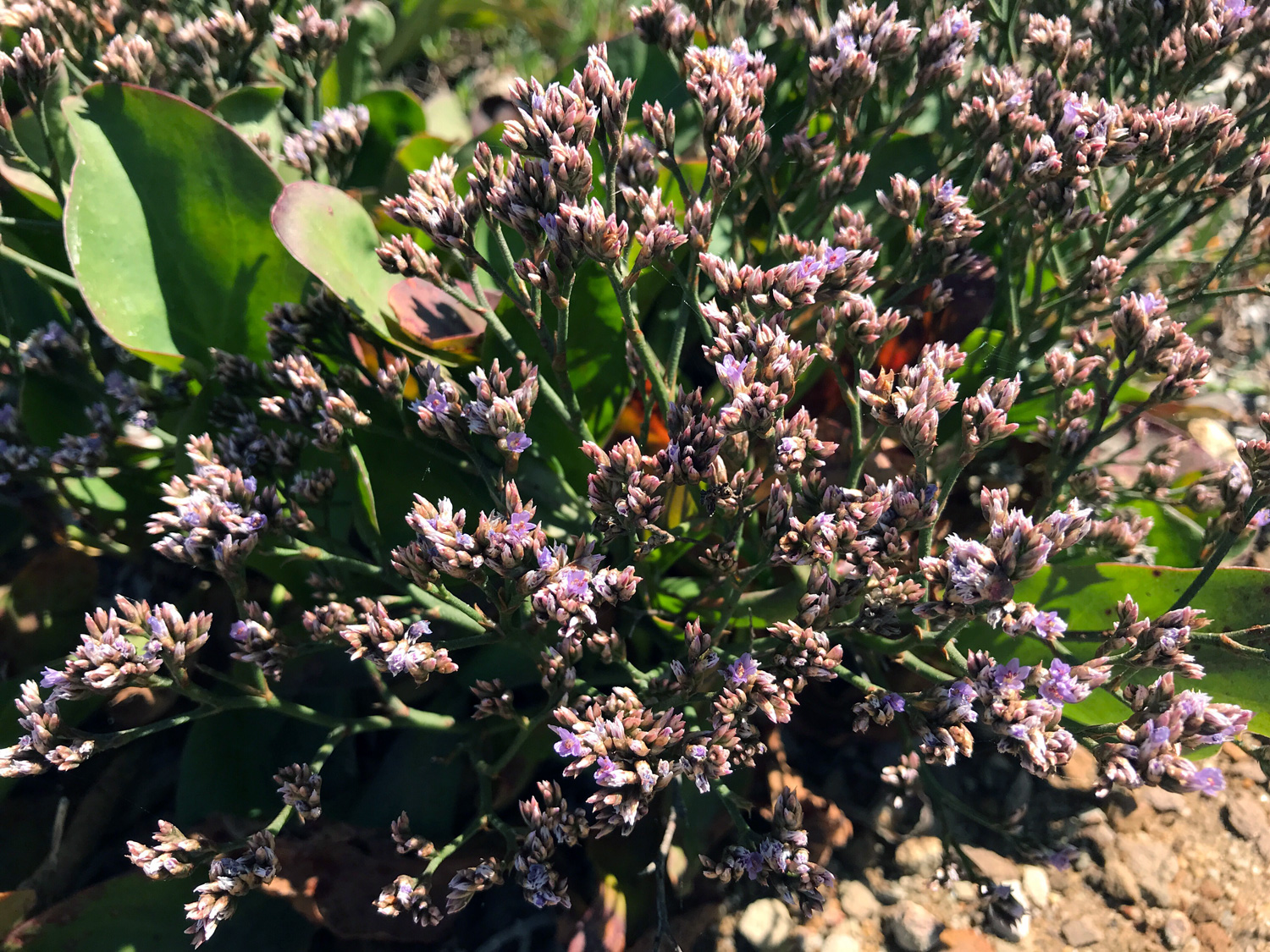 Western Marsh Rosemary (Limonium californicum)