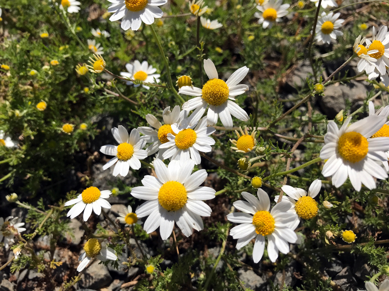 Stinking Chamomile (Anthemis cotula)