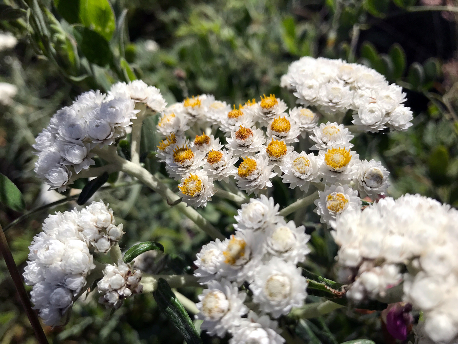 Pearly Everlasting (Anaphalis margaritacea)