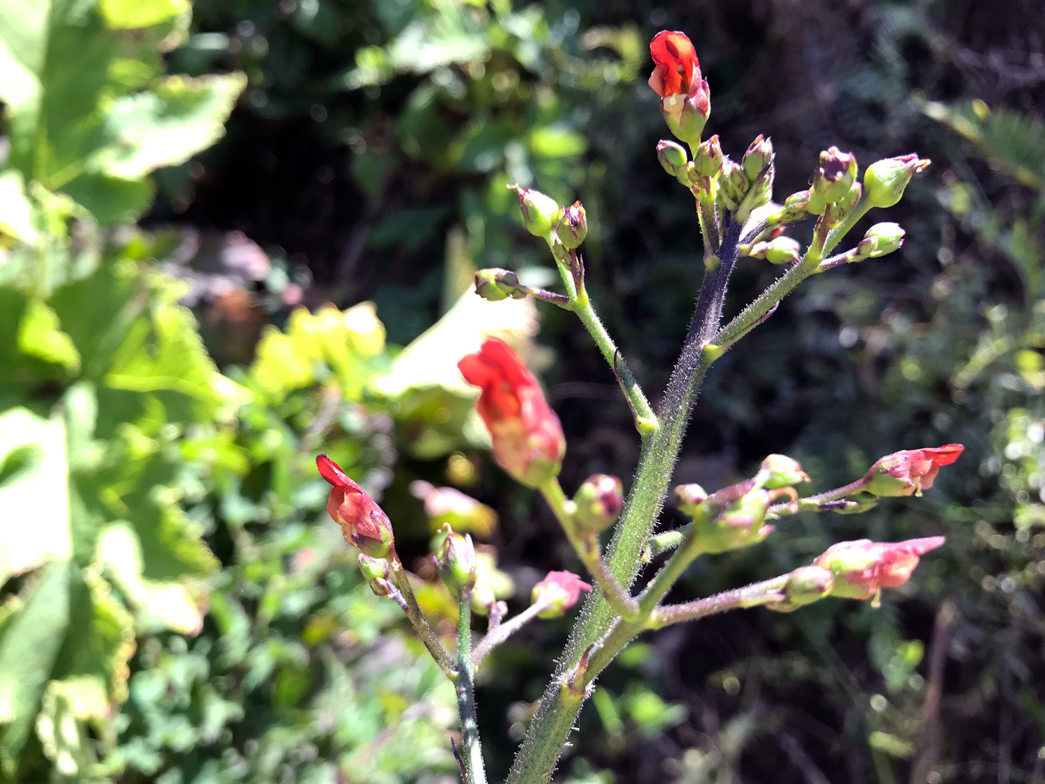 California Bee Plant (Scrophularia californica)