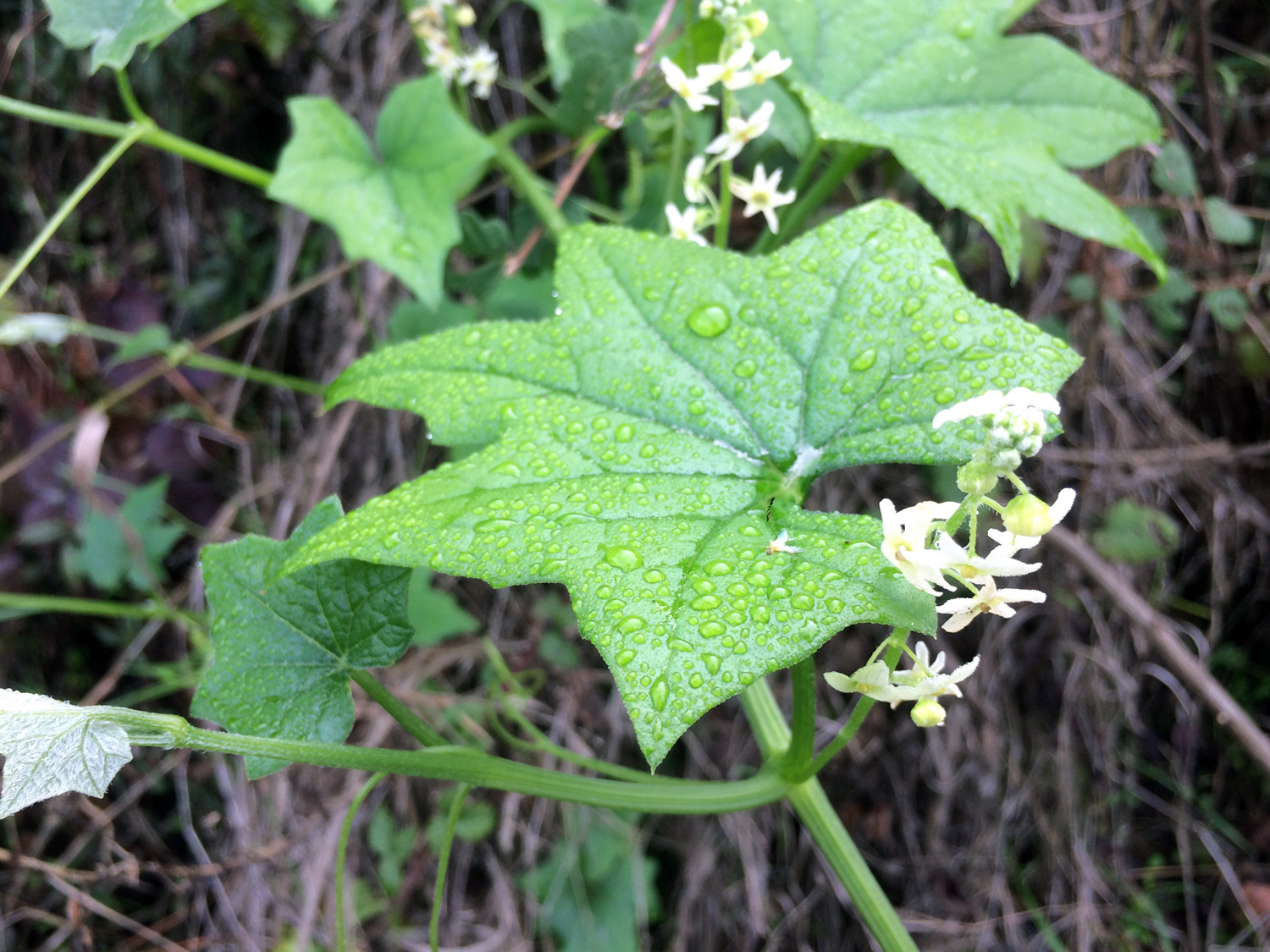 California Manroot (Marah fabacean)