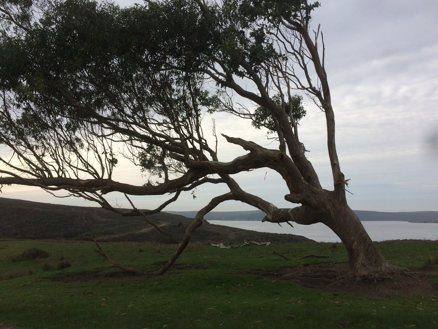 Estero Trail: lone eucalyptus tree